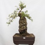 e-bonsai venkovní bonsai Quercus suber - Korkový dub – Sleviste.cz