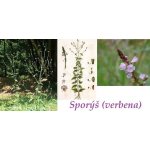 Saloos esenciální olej Verbena 10 ml – Zbozi.Blesk.cz