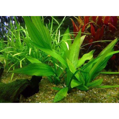 Echinodorus subalatus – Zboží Dáma