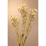 Paramit DRY WAX FLOWER Aranžovací květina bílá 78 cm – Zboží Dáma