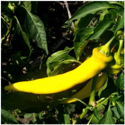 Chilli Kajenský pepř zlatý – Capsicum annuum – semena chilli – 6 ks