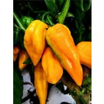 Habanero Bonda Ma Jacques – Zboží Dáma