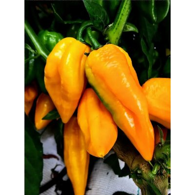 Habanero Bonda Ma Jacques – Zboží Dáma