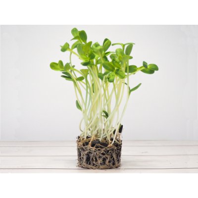 Tiny Greens Slunečnice - semínka na klíčení a microgreens Množství: 200g