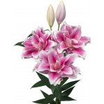 Lilie OR DU ROSELILY MIKAELA 100 cm / 4+ – Zboží Dáma