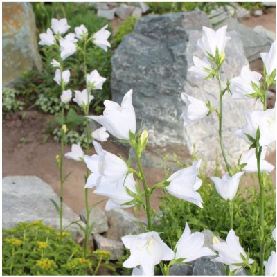 Zvonek broskvolistý bílý - Campanula persicifolia alba - semena zvonku - 300 ks – Zboží Mobilmania