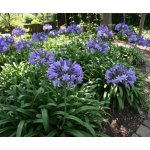 Kalokvět 'Kobold' 1 ks – Zboží Dáma