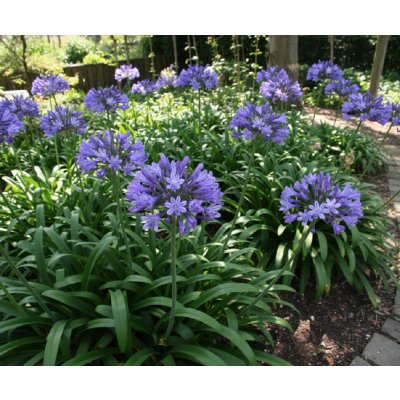 Kalokvět 'Kobold' 1 ks – Zboží Dáma