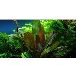 Echinodorus reni – Zboží Dáma Echinodorus reni – Zboží Dáma