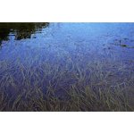 Vallisneria americana var. americana – Zboží Mobilmania