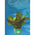 Echinodorus Dschungelstar Nr. 2 Kleiner Bär – Hledejceny.cz