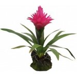 Lucky Reptile Bromélie Guzmania červená 35 cm – Sleviste.cz