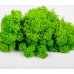 Islandský stabilizovaný, preparovaný mech 1Kg světle zelená – Sleviste.cz