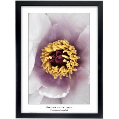 TRADAG Natura 29,7 x 42 - A3 černý – Zbozi.Blesk.cz