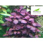 Ludwigia sp. Super Red – Zboží Dáma