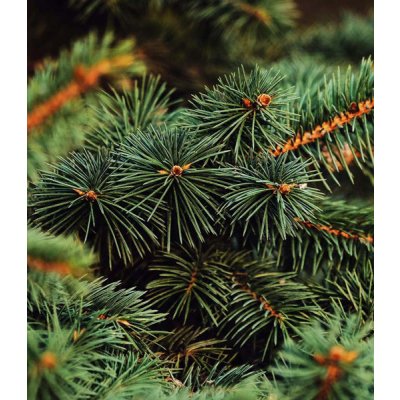Chvojí - smrk pichlavý 10 kg – Hledejceny.cz