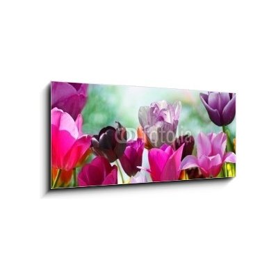 Obraz 1D panorama - 120 x 50 cm - Beautiful spring flowers, tulips Krásné jarní květiny, tulipány