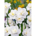 Narcis 'White cheerfulness' 5 ks – Zbozi.Blesk.cz