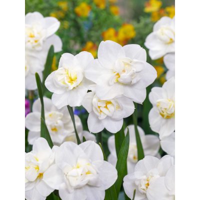 Narcis 'White cheerfulness' 5 ks – Zbozi.Blesk.cz