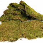 Terrario Shadow Forest Moss 35x30 cm – Zboží Dáma Terrario Shadow Forest Moss 35x30 cm – Zboží Dáma