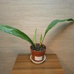 Aspidistra Elatior Milky Way "S" č3 – Hledejceny.cz