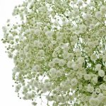 GYPSOPHILA XLENCE 70cm/30g – Hledejceny.cz