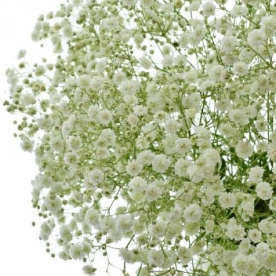 GYPSOPHILA XLENCE 70cm/30g – Hledejceny.cz