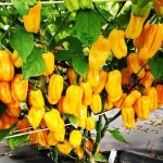 Habanero Yellow – Zboží Dáma