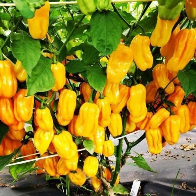 Habanero Yellow – Zboží Dáma