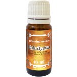 Medistar Eukalyptus 100% přírodní esenciální olej 100 ml – Hledejceny.cz