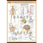 nakladatelství Kupka Nervová soustava XL (100x70 cm) – Hledejceny.cz