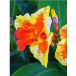 Dosna 'Königin charlotte' 1 ks – Sleviste.cz