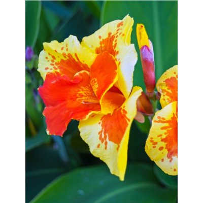 Dosna 'Königin charlotte' 1 ks – Sleviste.cz