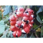 Salvia Paradise Guarana plod celý 1000 g – Zboží Dáma
