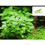 Lobelia cardinalis Mini – Hledejceny.cz