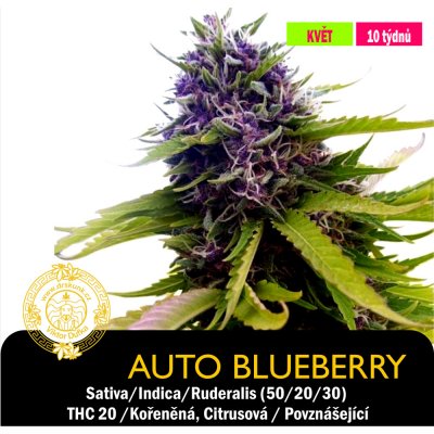 Drskunk Auto Blueberry Feminizováno semena neobsahují THC 1 ks – Hledejceny.cz