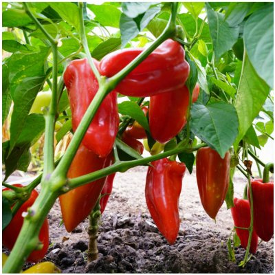 Paprika Meika - Capsicum annuum - semena papriky - 20 ks – Zboží Mobilmania