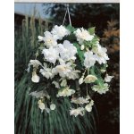 Begónie převislá 'Pendula white' 2 ks Velikost hlízy: 5/6 – Zboží Dáma