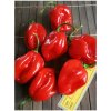 Osivo a semínko Habanero Red 19-CC13-11-1 (chilli semena) 1 ks