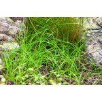 Eleocharis sp. Mini – Zboží Dáma
