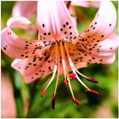 Lilie Pink Tiger - Lilium - cibule lilie - 1 ks