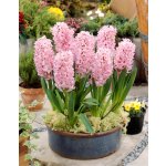 Hyacint 'Fondant' 3 ks – Sleviste.cz