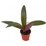 Gardners Tradescantia spathacea Sitara, průměr 5 cm Podeňka, voděnka – Sleviste.cz