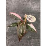 Philodendron Pink Princess marble mini – Hledejceny.cz