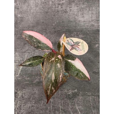 Philodendron Pink Princess marble mini – Hledejceny.cz