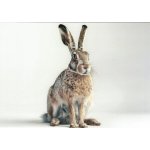 Pohlednice Zajíc – Sleviste.cz