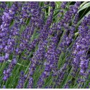 Levandule lékařská - Lavandula angustifolia - semena Levandule- 130 ks