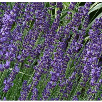 Levandule lékařská - Lavandula angustifolia - semena Levandule- 130 ks