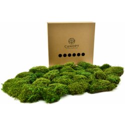 Stabilizovaný vlasový mech (Hair Moss) Canopy | Světle zelený | 36x36cm