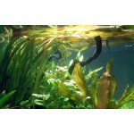 Vallisneria gigantea - Zákruticha velká – Zboží Dáma